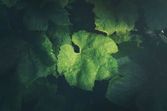 grape leaves background