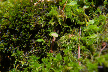 Close Up Photo Moss Growing Along Stream On Face Of Rocks