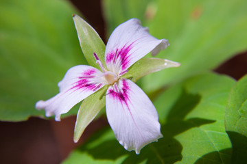 Gorgeous Early Summer Wild Flower