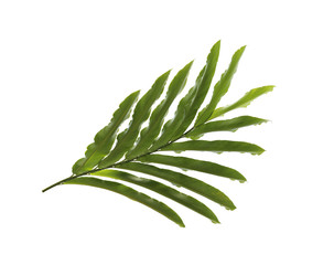 tropical nature green palm leaf pattern