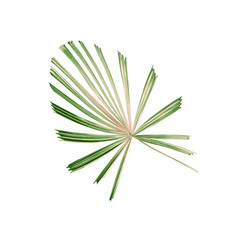 tropical nature green palm leaf pattern,chinese windmill