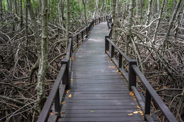 wooden bridge watching the mangrove forest