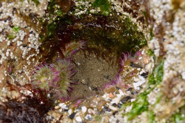 Naklejka na ściany i meble Pink Sea Anemones in small tidal pool 2
