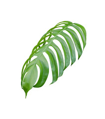 tropical jungle monstera leaves , Swiss Cheese leaf tree isolated on white background