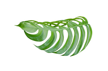 tropical jungle monstera leaves , Swiss Cheese leaf tree isolated on white background
