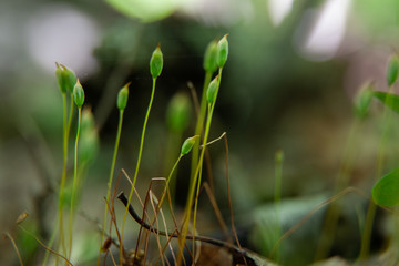 Shoots Sprouting From Moist Moss Forest Floor