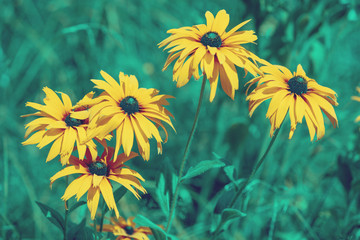 Vintage blooming Rudbeckia hirta (Black-eyed Susan) flowers in the summer garden. Nature background
