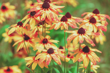 Vintage blooming Rudbeckia hirta (Black-eyed Susan) flowers in the summer garden. Nature background
