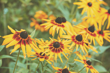Vintage blooming Rudbeckia hirta (Black-eyed Susan) flowers in the summer garden. Nature background