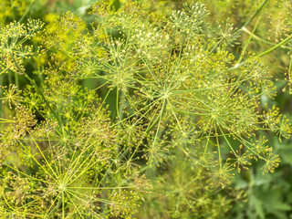.Green ripe dill in the garden. Seeds of fragrant dill. Seeds of fresh fennel. Harvest spice.