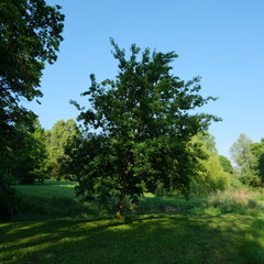 Kittendorf Park Diverse