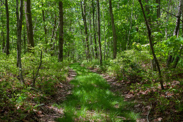 Old Logging Road Reclaimed By Nature Barely Visible