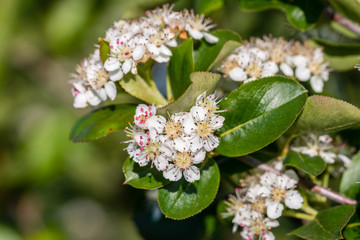 Aronia melanocarpa or Chokeberry flower. Closeup, macro.