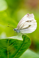 Small cabbage white butterfly or Pieris rapae standing on the leaf.