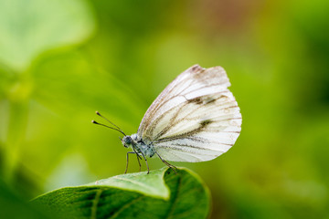 Small white butterfly or Pieris rapae standing on the leaf.
