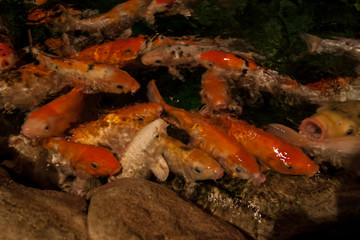 Fototapeta na wymiar royal carp in an artificial pond. breeding ornamental fish. a large flock of goldfish in the pond.