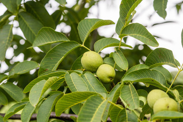 Green common walnuts on the branch. Juglans.