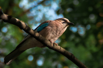 Eurasian jay. Garrulus glandarius. a gray-brown bird with blue wings sits on a branch against a background of green forest. close up