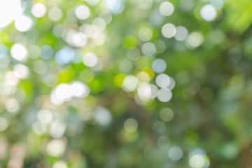 Obraz premium green bokeh defocused leaf tree background.