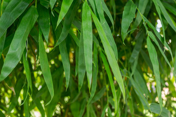 leaf bamboo garden background.