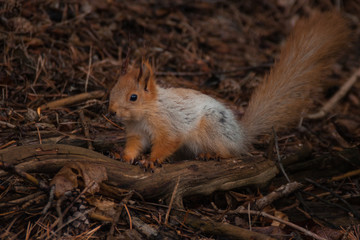 orange fluffy squirrel in the forest looking for nuts.  Sciurus, Tamiasciurus
