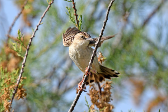 Zistens&auml;nger / Cistens&auml;nger (Cisticola juncidis) - zitting cisticola / streaked fantail warbler