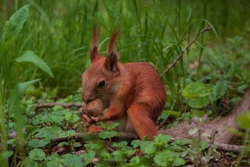Naklejka na ściany i meble orange squirrel. flurry squirrel holds in its paws a big walnut sitting on green grass in the forest
