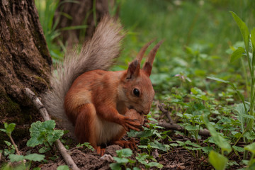 Naklejka na ściany i meble orange squirrel. flurry squirrel holds in its paws a big nut sitting on green grass in the forest