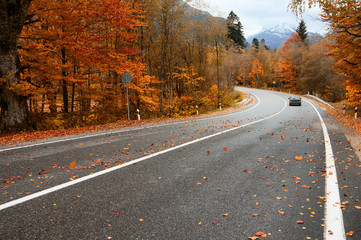 Autumn road in forest - 281197043