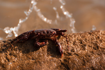 the crab sits on top of a large yellow stone by the sea. sunset orange light. closeup portrait