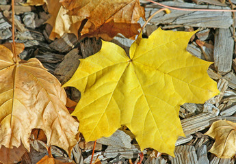 Yellow ahorn leaf on wooden background