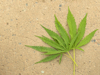 .Sheet cannabis on the background of concrete. Green leaf cannabis. Fresh medicinal herb. Torn sheet cannabis. Hemp oil. Cannabis plantation.
