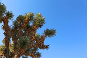 Joshua Tree