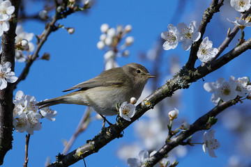 Common chiffchaff (Phylloscopus collybita)