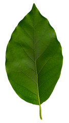 back side of fresh green leaf of alder tree cut out on white background