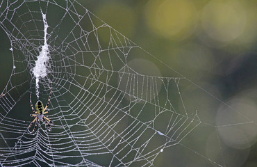 Web with banana spider