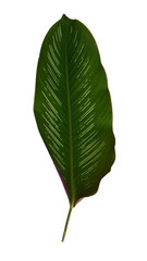 back side of fresh green leaf of alder tree cut out on white background