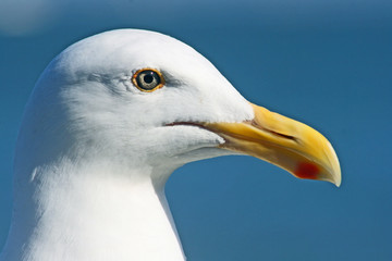 Head of seagull
