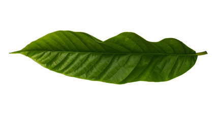 Obraz premium back side of fresh green leaf of alder tree cut out on white background