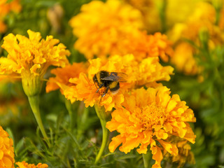 .Beautiful yellow flower for the garden. Marigold is orange. Medicinal plant. Decoration alley. Bright and beautiful flower.