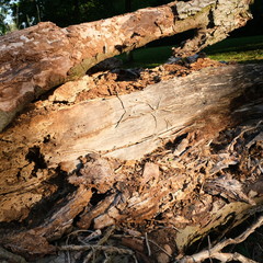 Kittendorf Park Diverse