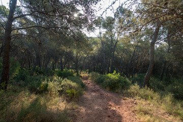 The desert of the palms in benicasim, Costa azahar