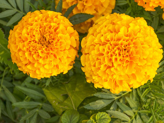 .Beautiful yellow flower for the garden. Marigold is orange. Medicinal plant. Decoration alley. Bright and beautiful flower.