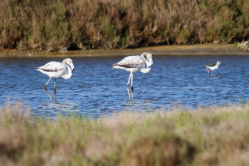 Young greater flamingos looking for food.