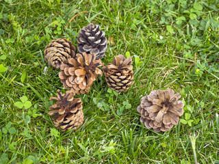 Pine cones lie on the green grass. Coniferous forest. Cone in the natural environment. Pine tree