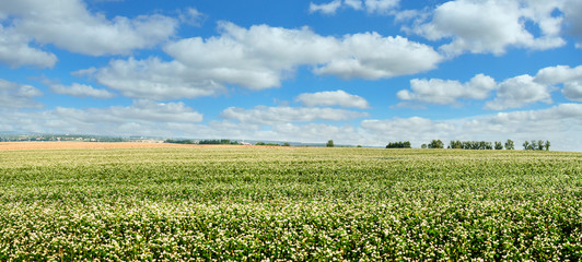 Buckwheat fields agrarian landscape