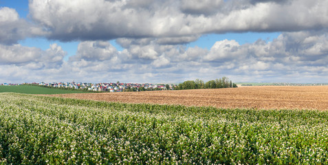 Fototapeta na wymiar Village with buckwheat flowers field