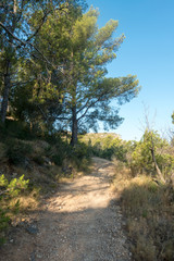 The desert of the palms in benicasim, Costa azahar