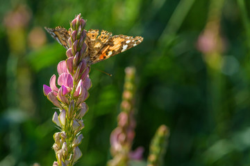 A butterfly sits on a lupine flower.