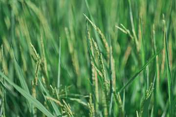 Green rice fields in rural rice fields of Thailand.